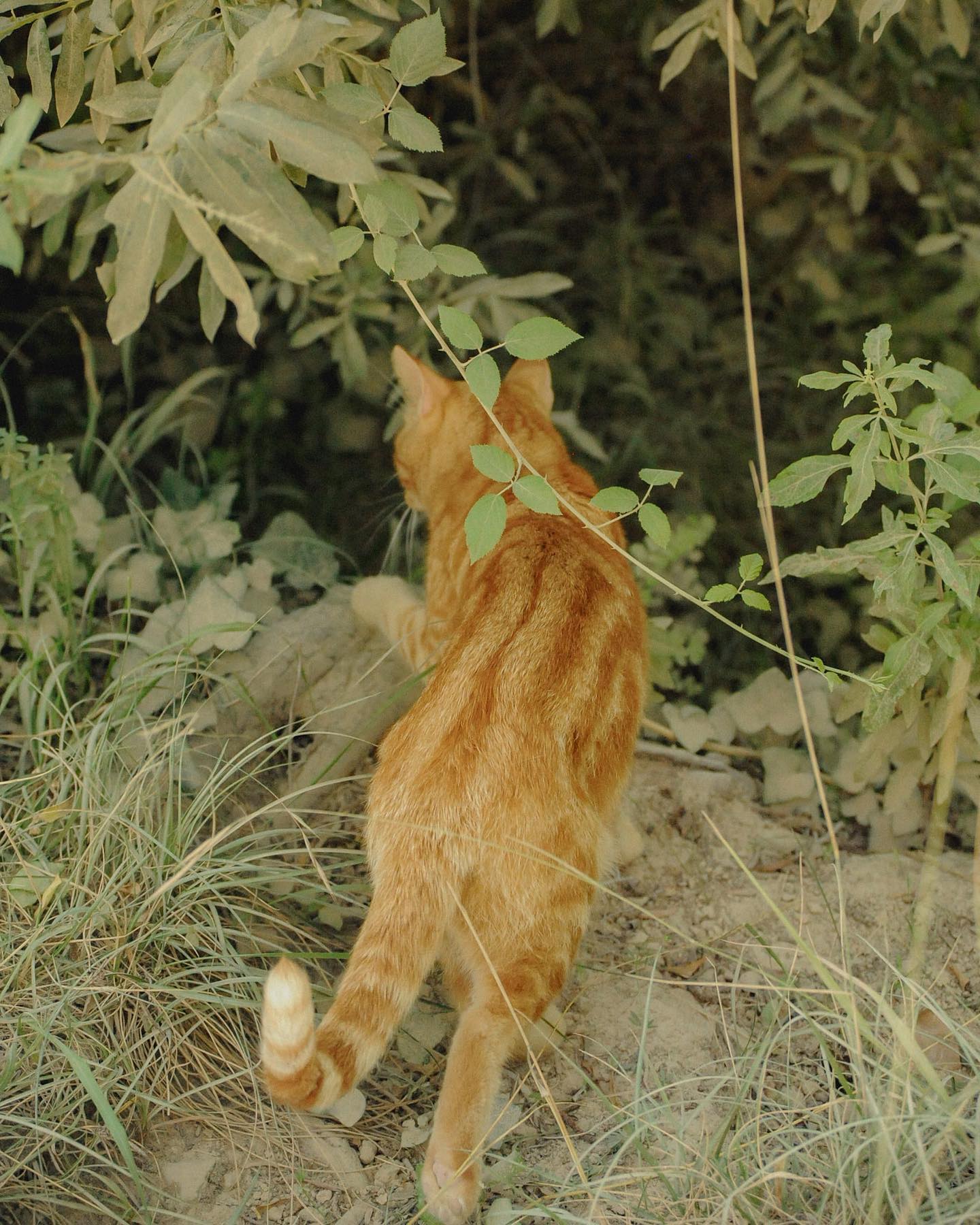 Feline Instinct